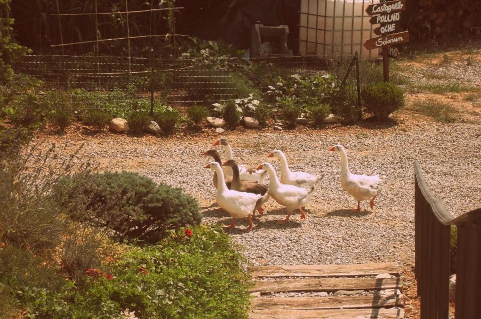 Agriturismo Al Robale Almenno San Bartolomeo Εξωτερικό φωτογραφία
